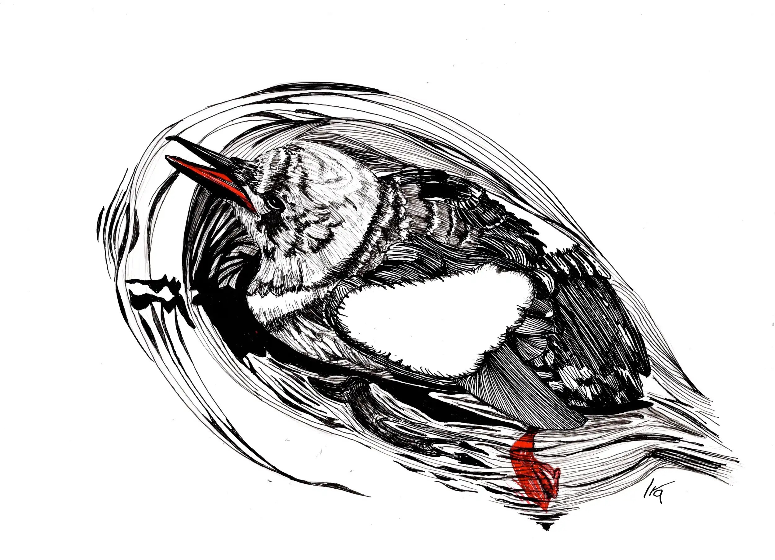Black Guillemot