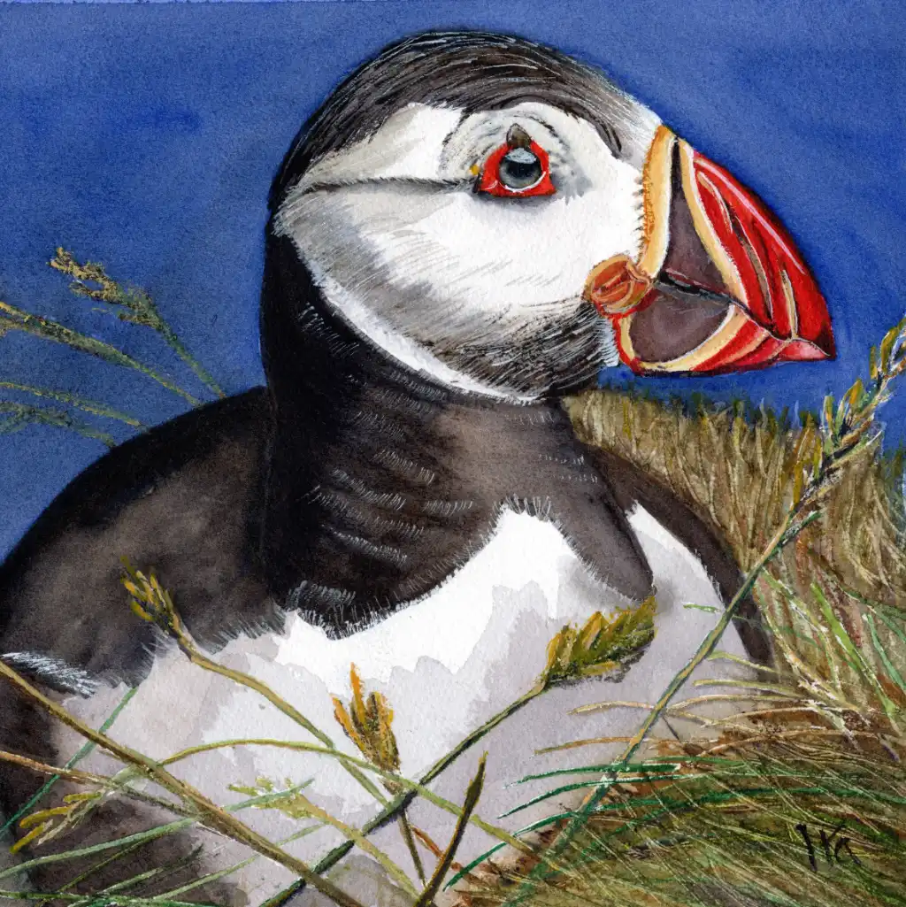 Lunga Puffin